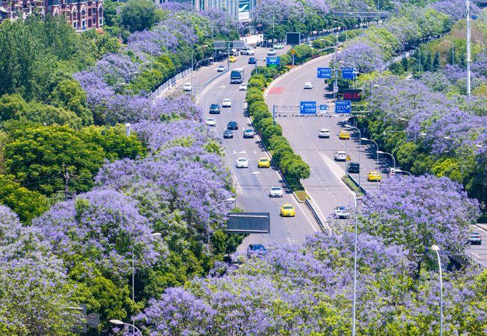 重慶藍(lán)花楹盛開 城市道路變身“紫色花?！?>
     <p>重慶藍(lán)花楹盛開 城市道路變身“紫色花海”</p>
</a><a href=