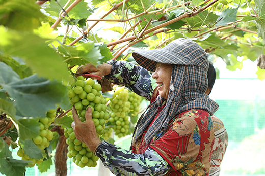 滨淮镇公玉村“好农家”合作社葡萄种植基地