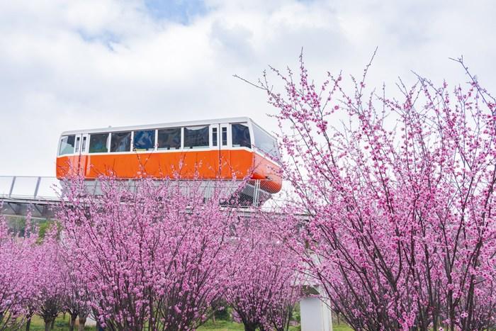 纜車穿梭“粉色花?！?宛若進入童話世界 